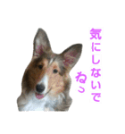 シェルティ天ちゃん（個別スタンプ：37）