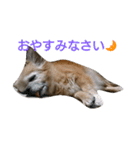 Chatter of Sorako（個別スタンプ：1）