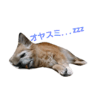 Chatter of Sorako（個別スタンプ：2）