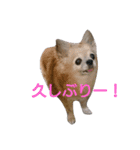 Chatter of Sorako（個別スタンプ：4）