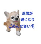 Chatter of Sorako（個別スタンプ：6）