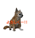 Chatter of Sorako（個別スタンプ：7）