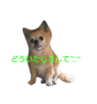 Chatter of Sorako（個別スタンプ：9）