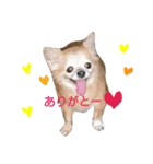 Chatter of Sorako（個別スタンプ：12）