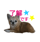 Chatter of Sorako（個別スタンプ：14）
