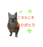 Chatter of Sorako（個別スタンプ：15）
