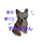 Chatter of Sorako（個別スタンプ：17）