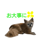 Chatter of Sorako（個別スタンプ：18）