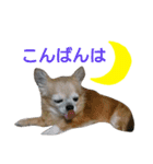 Chatter of Sorako（個別スタンプ：23）