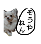元保護犬のもずくとはな3（個別スタンプ：9）