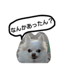 元保護犬のもずくとはな3（個別スタンプ：13）