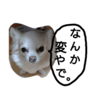 元保護犬のもずくとはな3（個別スタンプ：31）