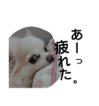 元保護犬のもずくとはな3（個別スタンプ：36）