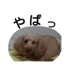 元保護犬のもずくとはな3（個別スタンプ：37）