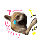 Chihuahua Kirara from Kyoto version 3（個別スタンプ：1）