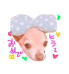 Chihuahua Kirara from Kyoto version 3（個別スタンプ：3）
