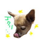 Chihuahua Kirara from Kyoto version 3（個別スタンプ：4）