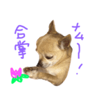 Chihuahua Kirara from Kyoto version 3（個別スタンプ：5）