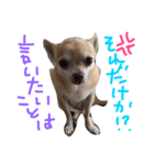 Chihuahua Kirara from Kyoto version 3（個別スタンプ：6）