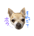 Chihuahua Kirara from Kyoto version 3（個別スタンプ：7）
