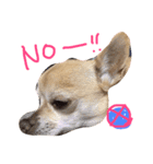 Chihuahua Kirara from Kyoto version 3（個別スタンプ：8）