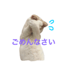 立ち耳スコこはくのスタンプ（個別スタンプ：4）