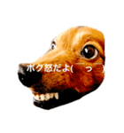 りあるミニチュアダックス（個別スタンプ：1）