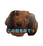 りあるミニチュアダックス（個別スタンプ：2）