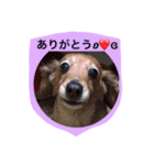 Mダックス alee 1（個別スタンプ：1）