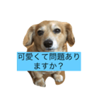 キャワイイ犬（個別スタンプ：1）