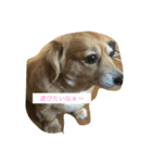 キャワイイ犬（個別スタンプ：3）