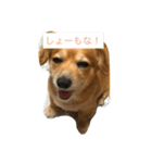キャワイイ犬（個別スタンプ：4）
