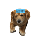 キャワイイ犬（個別スタンプ：5）