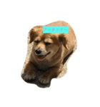 キャワイイ犬（個別スタンプ：6）
