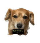 キャワイイ犬（個別スタンプ：7）