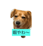 キャワイイ犬（個別スタンプ：8）