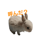 ミニウサぐぅたん（個別スタンプ：10）
