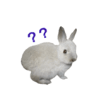 ミニウサぐぅたん（個別スタンプ：14）