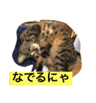 可愛いニャンコの日常、構って欲しい（個別スタンプ：8）