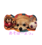うちのまる（個別スタンプ：8）