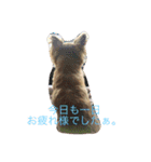 うちのまる（個別スタンプ：13）