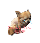 うちのまる（個別スタンプ：15）