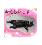 黒猫のくつ君2（個別スタンプ：6）