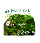 しぜんのつぶやき（個別スタンプ：2）