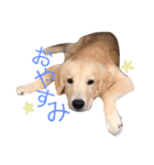 ゴールデンレトリバーのつくし（個別スタンプ：3）