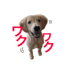ゴールデンレトリバーのつくし（個別スタンプ：7）