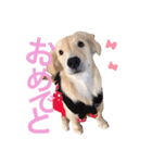 ゴールデンレトリバーのつくし（個別スタンプ：9）