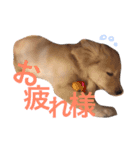 ゴールデンレトリバーのつくし（個別スタンプ：12）