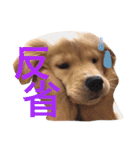 ゴールデンレトリバーのつくし（個別スタンプ：13）