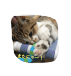 うちの4にゃんず（個別スタンプ：1）